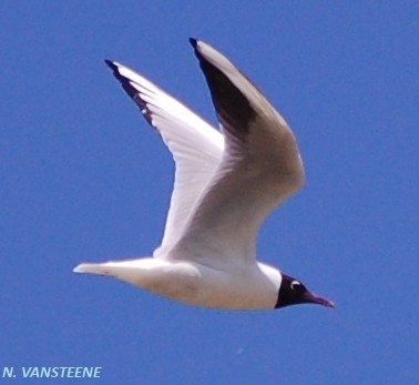 Larus ridibundus